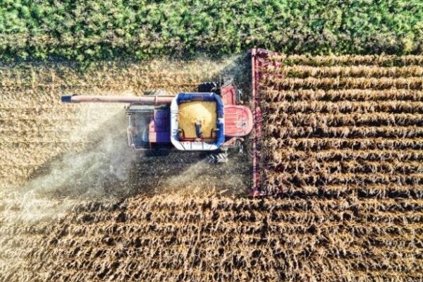 Safra 2024/25: DATAGRO projeta 134 mi t de milho e 173,5 mi t de soja no Brasil