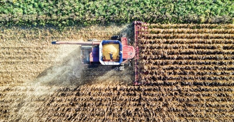 Safra 2024/25: DATAGRO projeta 134 mi t de milho e 173,5 mi t de soja no Brasil