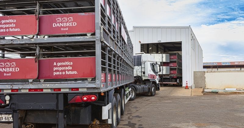 Com TADD System, DanBred Brasil eleva biossegurança e aumenta em 30% a capacidade logística da frota
