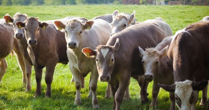 Brasil lidera exportações de carne bovina em setembro, impulsionado por alta de 25% e destaque de Mato Grosso