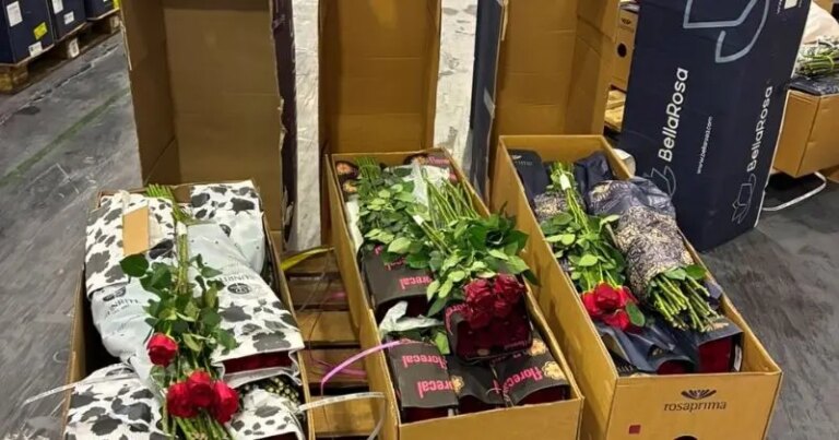 Logística de flores para o Dia dos Namorados impulsiona operações da Avianca Cargo, Gollog e Viracopos